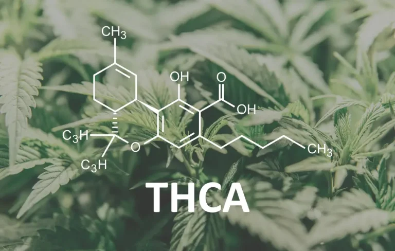 Tout ce que vous devez savoir sur le THCa