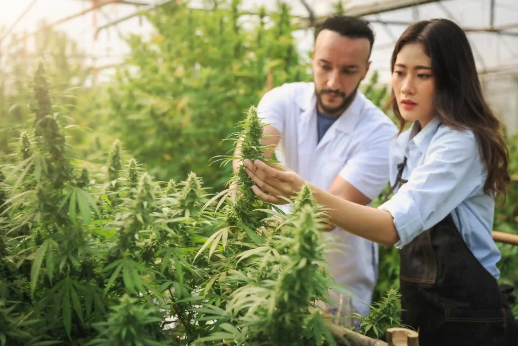 Le CBD en phytothérapie